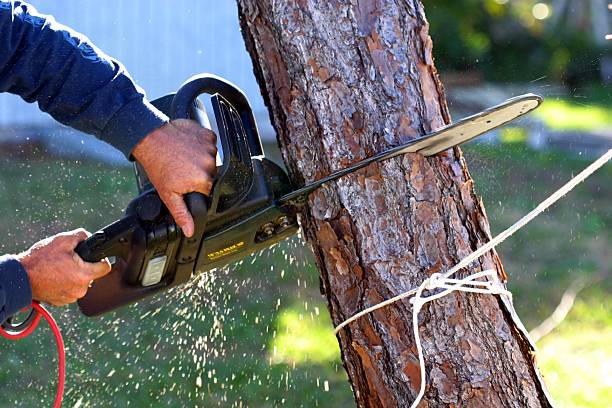 Tree and Shrub Care in Burns Harbor, IN